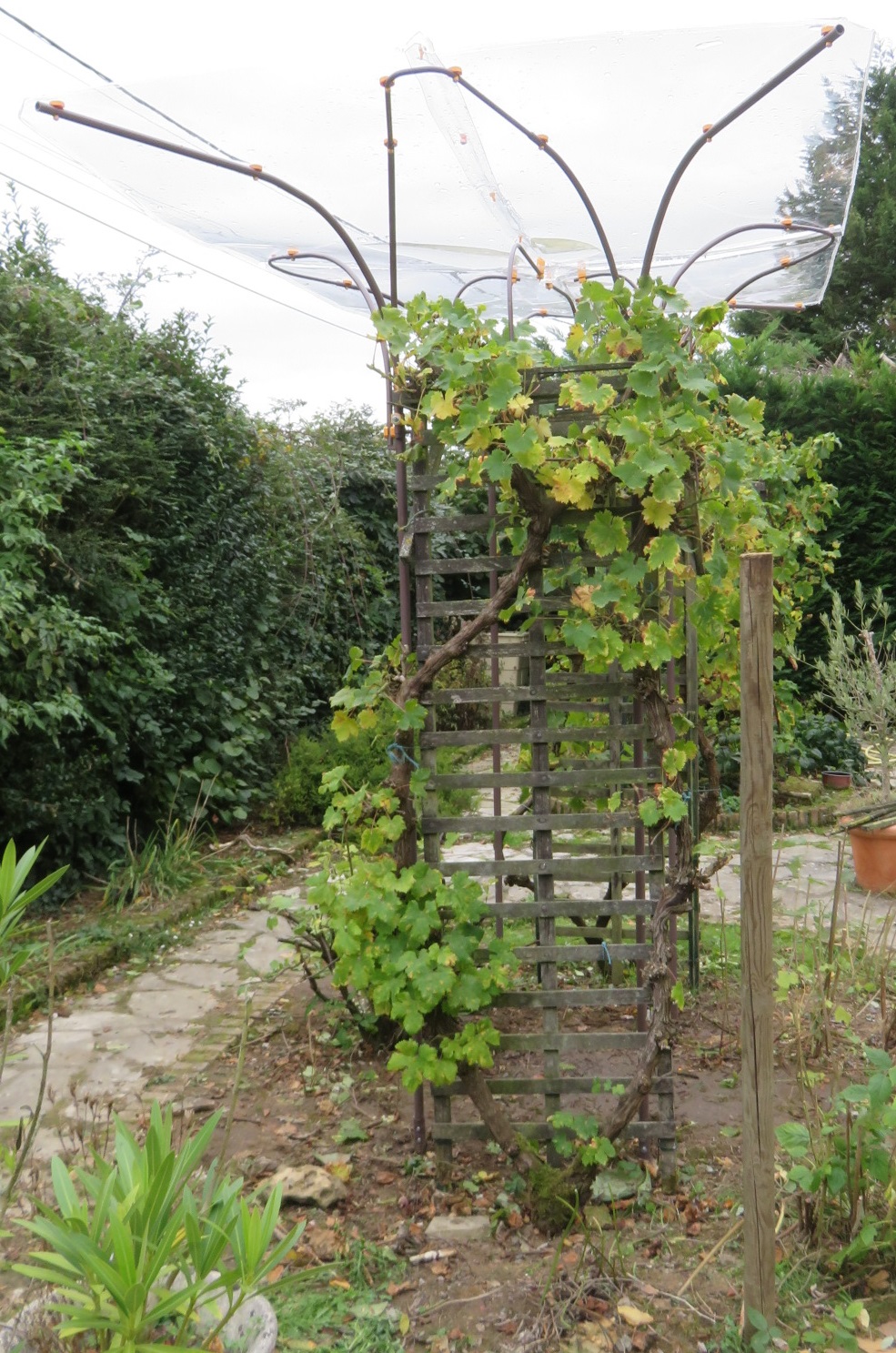 Dessin abri transparent face